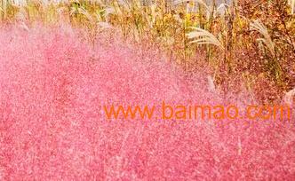跨省聯供 永嘉、山東、河南、北京花卉綠植供應鏈全景